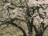 Flowers and Branching Pattern of a White Dogwood Tree in the Spring  Cornus Florida  Eastern USA