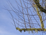 Water Sprouts That Have Formed on a Severely Pruned Ornamental Plum Tree (Prunus)
