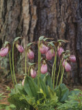 Pink Lady Slipper  Cypripedium Acaule  Orchidaceae  North America