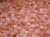 King Salmon Eggs  Onchorhynchus Tshawytscha  Pacific Northwest of North America