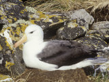 Black-Browed Albatross on its Nest  Diomedea Melanophris  Falkland Islands