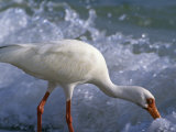 White Ibis Feeding in the Surf (Eudocimus Albus)  Everglades National Park  Florida  USA