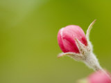 Apple Blossom Bud