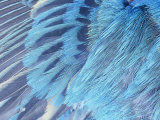 Close-Up of Male Indigo Bunting Feathers  Passerina Cyanea  North America