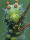 Cecropia Moth Larva or Caterpillar Head-On View  Hyalophora Cecropia    Hyalophora Cecropia