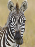 Zebra Chewing  Maasai Mara  Kenya  Africa