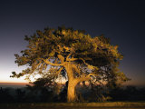 Pine Tree at Dawn  Blue Ridge Parkway  North Carolina  USA