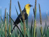 Male Yellow-Headed Blackbird (Xanthocephalus Xanthocephalus) in Cattails (Typha)  North America
