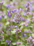 Catmint