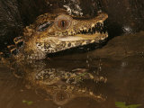 Dwarf Caiman  Paleosuchus Palpebrosus  Amazon Basin  South America
