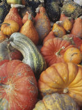 Harvest of Winter Squash