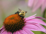 Mining Bee  Andrena Spp  and Coneflower  Echinacea Purpurea