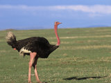A Male Masai Ostrich  Struthio Camelus  Masai Mara Game Reserve  Kenya  Africa