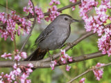 Gray Catbird (Dumatella Carolinensis)  North America