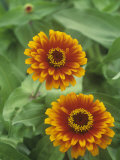 Zinnia Flowers (Zinnia Elegans)  Zowie Yellow Flame Variety