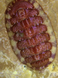 Red Chiton (Ischnochiton Ruber) also known as (Tonicella Rubra)  Maine  USA