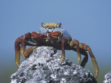 Sally Lightfoot Crab  Grapsus Grapsus  Urbina Bay  Isabela Island  Galapagos Islands