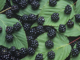Blackberry Fruits and Leaves (Rubus)  North America