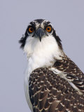Osprey (Pandion Haliaetus)  North America