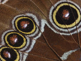 Eyespot Underwing Pattern Close-Up of Blue Morpho Butterfly  Morpho Peleides