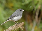 Dark-Eyed or Slate-Colored Junco  Junco Hyemalis  North America