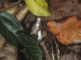 Decaying Leaves on the Floor of a Tropical Rainforest  Malaysia  Southeast Asia