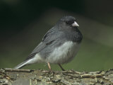 Dark-Eyed Junco  Junco Hyemalis  USA