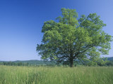 Burr Oak (Quercus Macrocarpa)  Eastern North America
