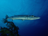 Great Barracuda