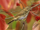 Hermit Thrush (Catharus Guttatus) in a Fall Dogwood Tree  the State Bird of Vermont  USA