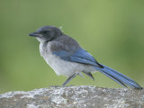 Immature Western or Pacific Scrub Jay  Aphelocoma Californica  Southern California  USA