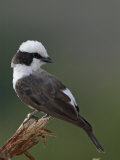 White-Crowned Shrike  Eurocephalus Rueppellii  Tanzania  Africa