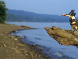 Female Belted Kingfisher (Ceryle Alcyon) with a Captured Fish in its Bill  North America
