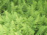New York Ferns  Thelypteris Noveboracensis  Great Smoky Mountains National Park  Tennessee  USA
