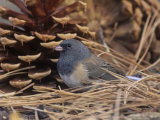 Male Dark-Eyed Junco (Junco Hyemalis)  North America