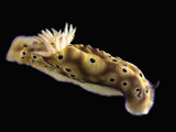 Nudibranch