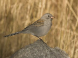 Black-Chinned Sparrow in Winter Plumage (Spizella Atrogularis) Perched on a Rock  Arizona  USA