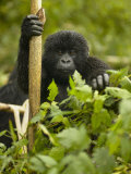 Young Mountain Gorilla  Gorilla Gorilla Beringei  in Volcanoes National Park  Rwanda  Africa