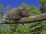 Baby Porcupine on a Tree Branch  Erethizon Dorsatum  North America