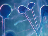 Rhizopus Bread Mold Sporangia