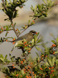 Cedar Waxwing (Bombycilla Cedrorum) Eating a Pyracantha Berry  Arizona  USA