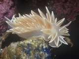 Chalk White Nudibranch  Dirona Albolineata  California Usa  Pacific Ocean