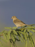 House Finch (Carpodacus Mexicanus) Female