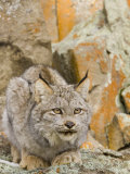 A Canadian Lynx  Lynx Canadensis  North America