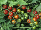 Cherry Tomatoes  'super Sweet 100' Variety  Green  Ripe  and Ripening