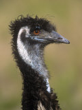 Emu  Dromaius Novaehollandiae  Australia