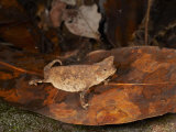 Brookesia Chameleon (Brookesia) in Leaf Litter  Manombo Special Reserve  Madagascar