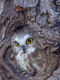 Northern Saw-Whet Owl in a Tree Hollow (Aegolius Acadius)  North America