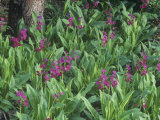 Parry Primrose  Primula Parryi  Rocky Mountains  North America