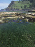 Surf Grass  Phyllospadix Scouleri  Pacific Coast of North America